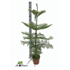 Araucaria Heterophylla 21Ø 80cm 1pp