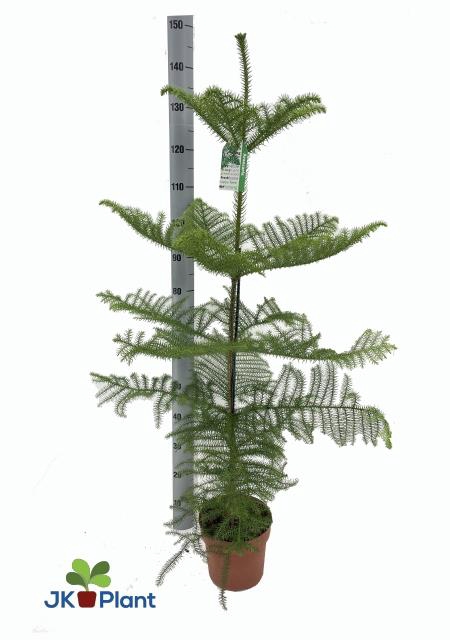 Araucaria Heterophylla 21Ø 80cm 1pp