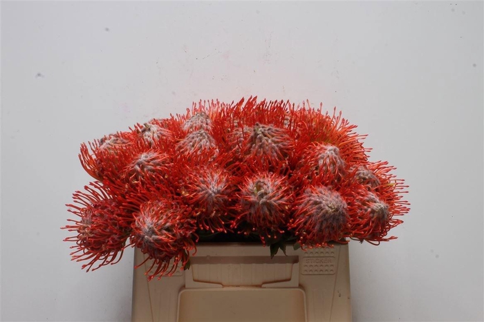 <h4>LEUCO CO TANGO</h4>