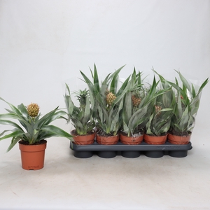 ANANAS OV
