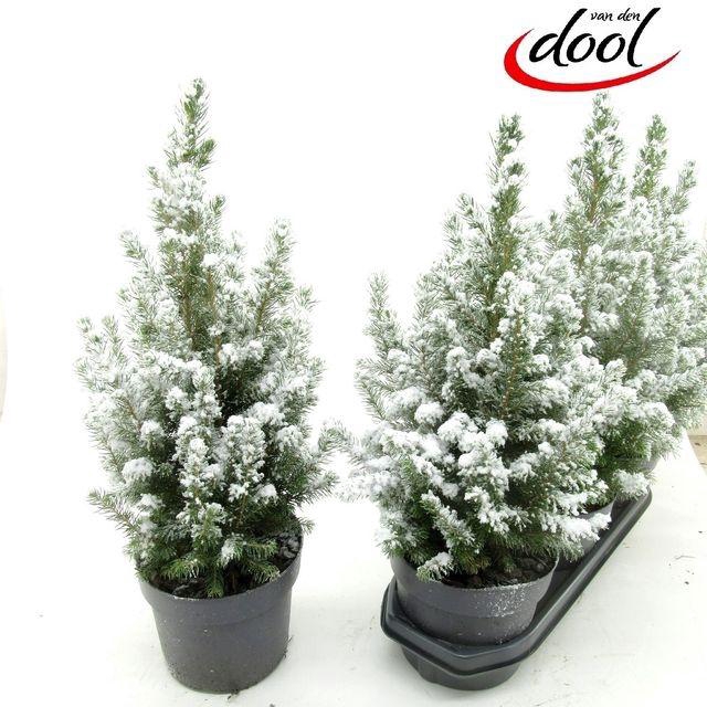 <h4>PICEA GL CONICA P19 SNOW</h4>