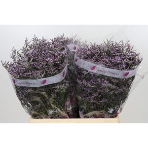 Limonium ov Safora Lilac