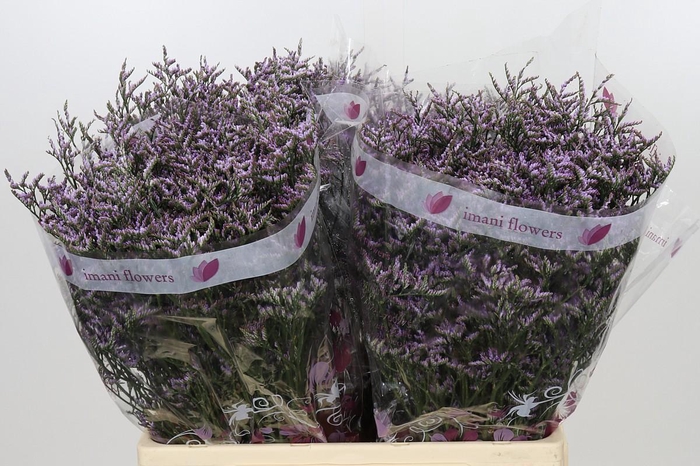 <h4>Limonium ov Safora Lilac</h4>