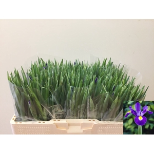 IRIS BLUE MAGIC