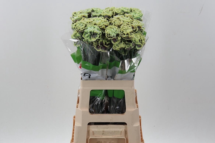 <h4>Di St Tinted Hawai</h4>