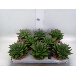 Gasteria