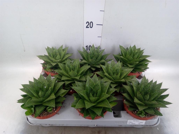 <h4>Gasteria</h4>