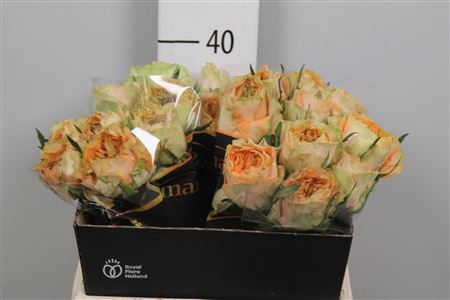 <h4>R Gr Golden Lady</h4>