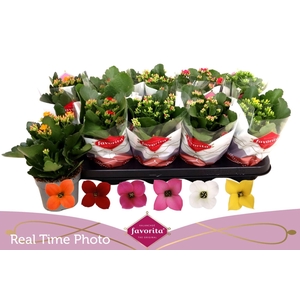 Kalanchoe enkel gemengd 6klr.