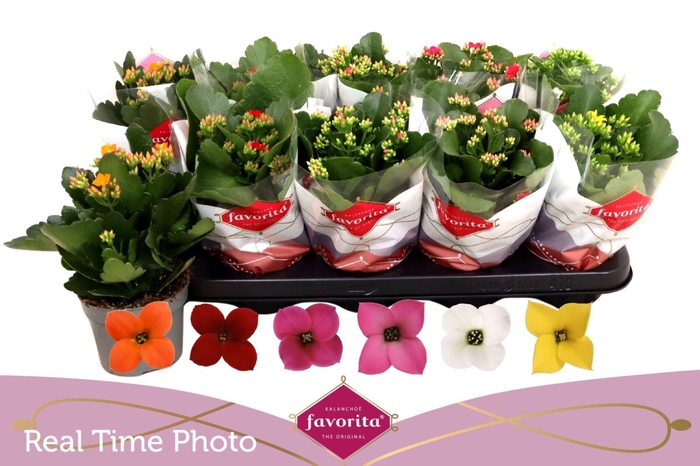 <h4>Kalanchoe enkel gemengd 6klr.</h4>