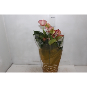 ANTHURIUM LIVIUM RED P17 BICOLOR