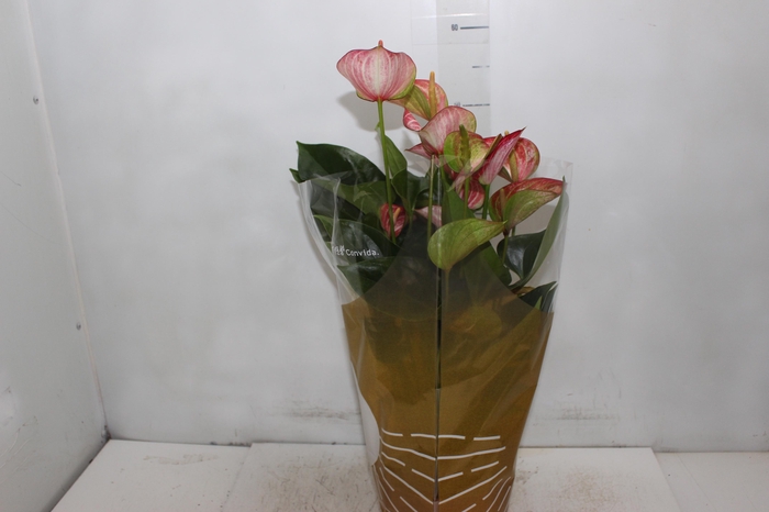 <h4>ANTHURIUM LIVIUM RED P17 BICOLOR</h4>