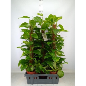 Epipremnum pinn.   ...moss stick