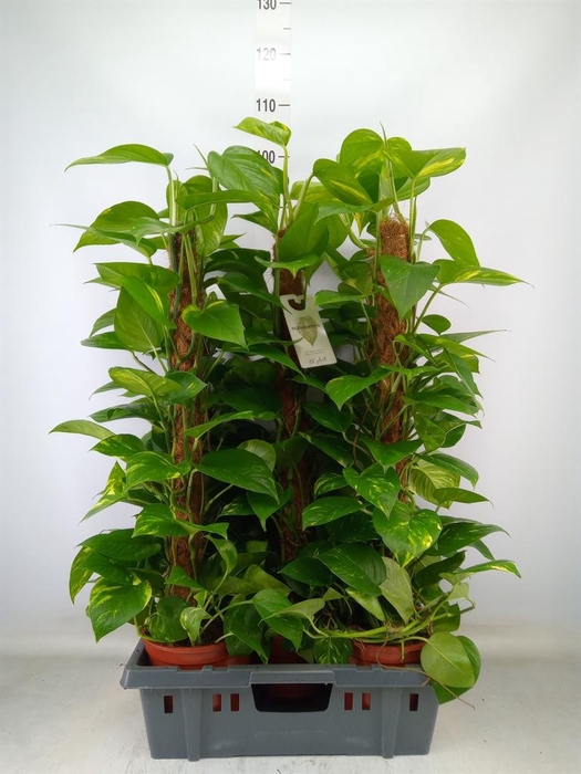 <h4>Epipremnum pinn.   ...moss stick</h4>