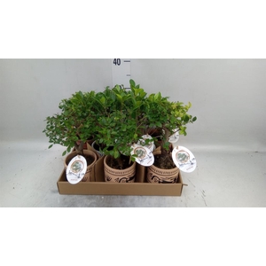 Bonsai   ...mix