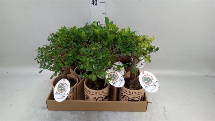 <h4>Bonsai ...mix</h4>