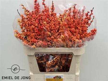 <h4>Ilex Ve Ilexia Julia</h4>