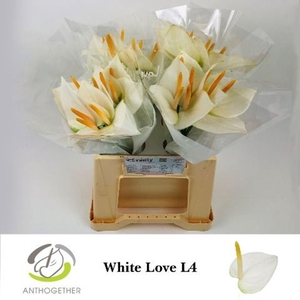 Anthurium andr. 'White Love'