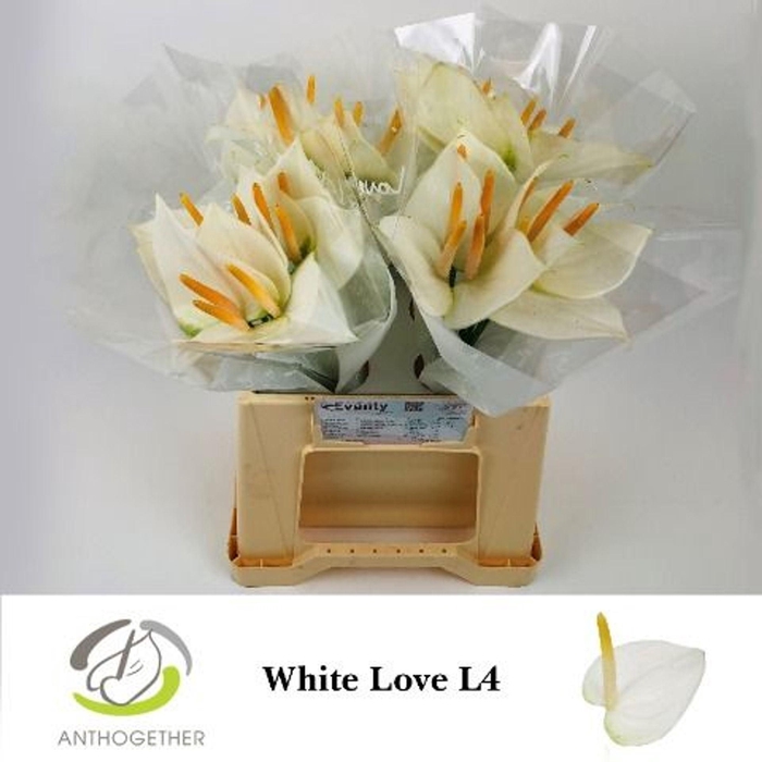 <h4>Anthurium andr. 'White Love'</h4>
