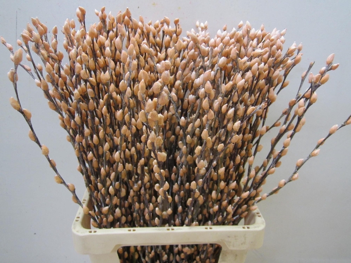 <h4>Salix Katje Zalm L70</h4>