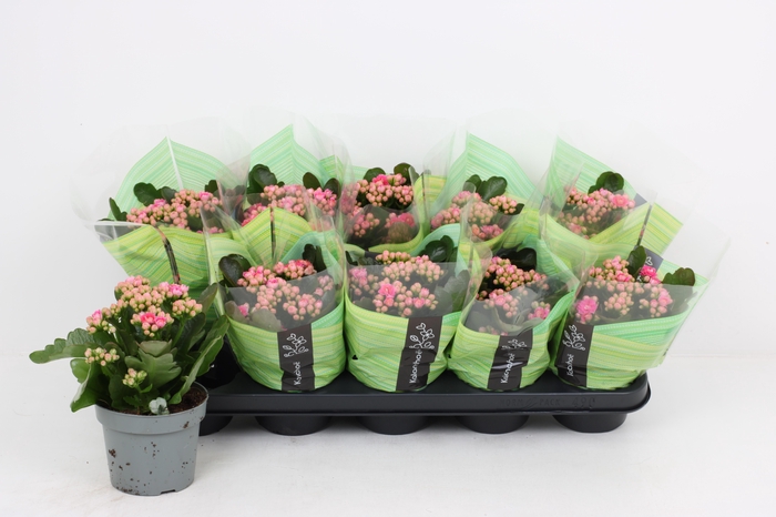 <h4>KAL GE AFRICAN JUNE</h4>