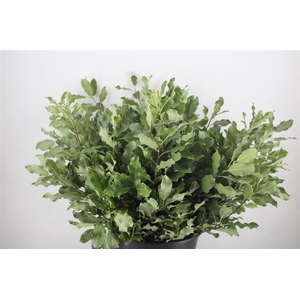 Pittosp Tenuif Green P Bunch