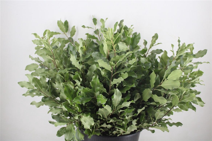 <h4>Pittosp Tenuif Green P Bunch</h4>