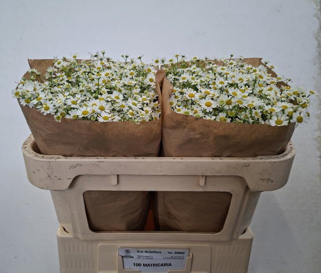 <h4>Tana Pa Single Vegmo</h4>