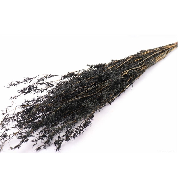 <h4>Droogbloem Beta grass 100cm</h4>