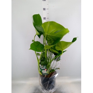 Monstera delic.