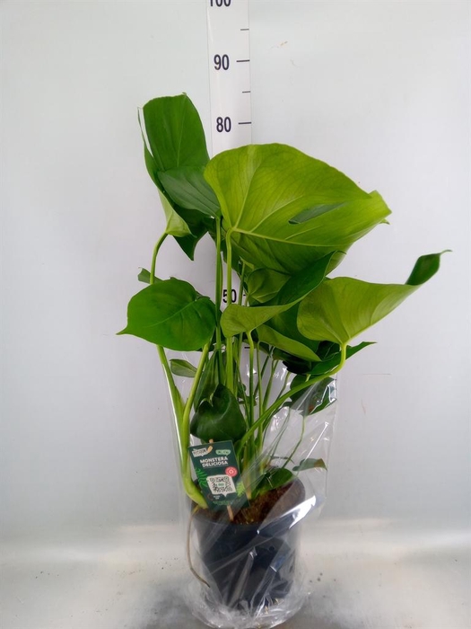 <h4>Monstera delic.</h4>