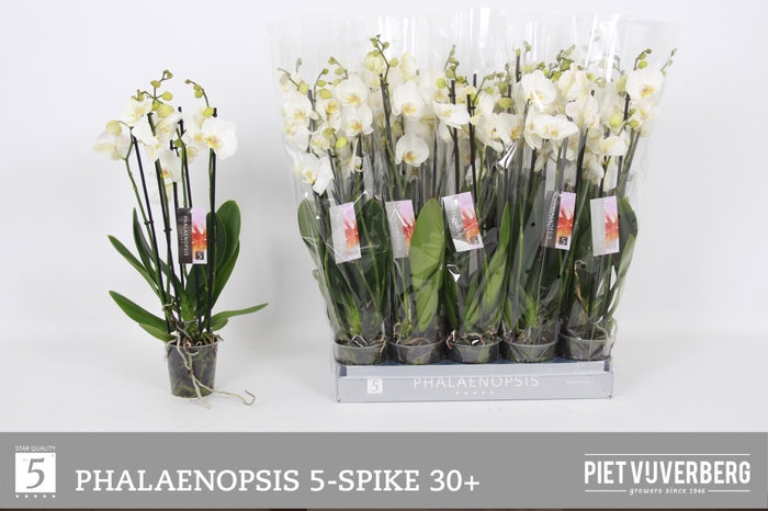 <h4>PHAL OV WIT</h4>