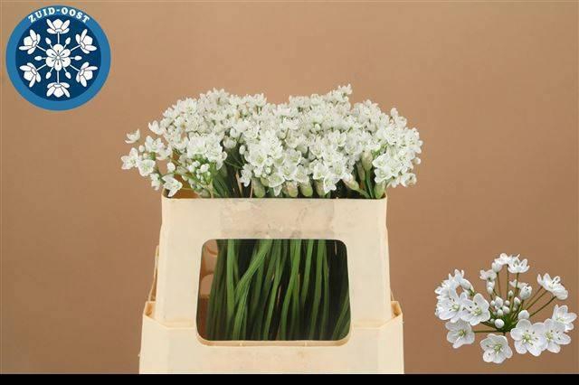 <h4>ALLIUM FLOCON</h4>