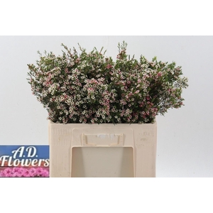 CHAME UN MY SWEET 16