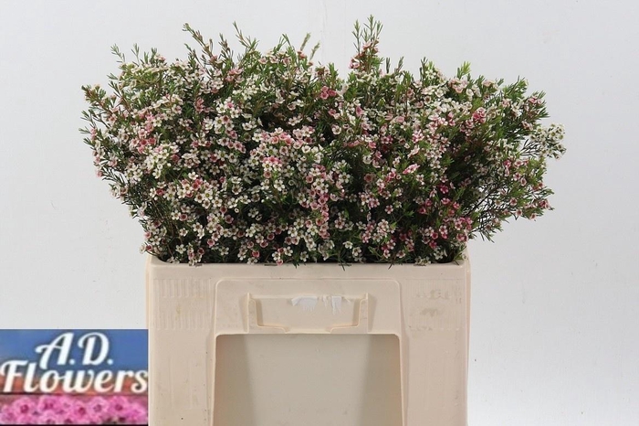 <h4>CHAME UN MY SWEET 16</h4>