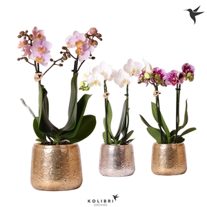 Kolibri Orchids Phalaenopsis mix 2 spike in Luxury pot mix