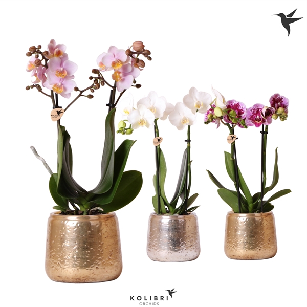 <h4>Kolibri Orchids Phalaenopsis mix 2 spike in Luxury pot mix</h4>