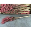 Df Lagurus Bs 50g/70cm O.pink
