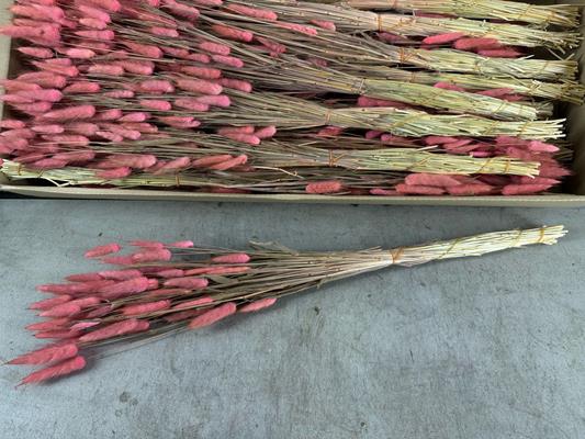 <h4>Df Lagurus Bs 50g/70cm O.pink</h4>
