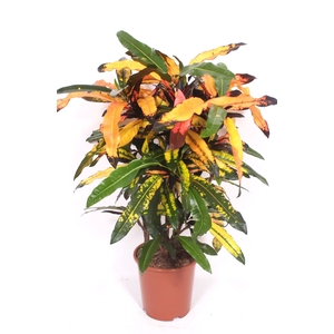 Codiaeum Codiaeum variegatum kleinb