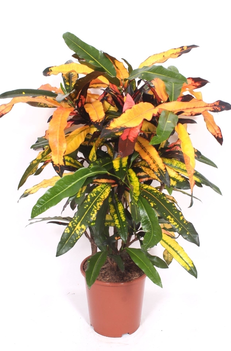 Codiaeum Codiaeum variegatum kleinb