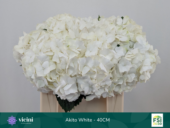 <h4>Akito White - 40CM</h4>