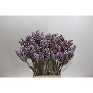 Syringa vulgaris 'Michel Buchner'