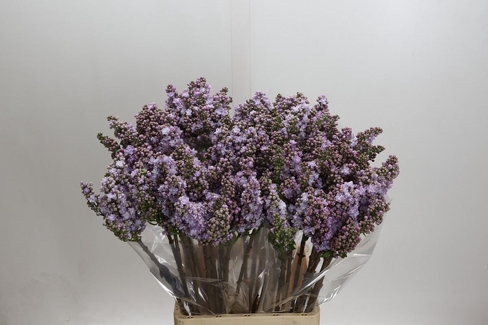 <h4>Syringa vulgaris 'Michel Buchner'</h4>