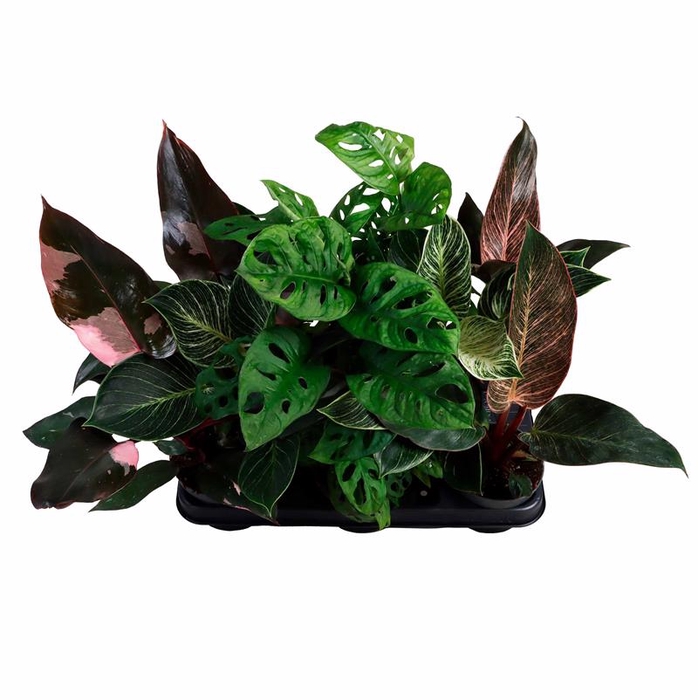 <h4>ALOCASIA p10.5  GREEN MIX</h4>