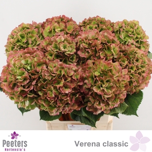 HYDR M CH VERENA CL