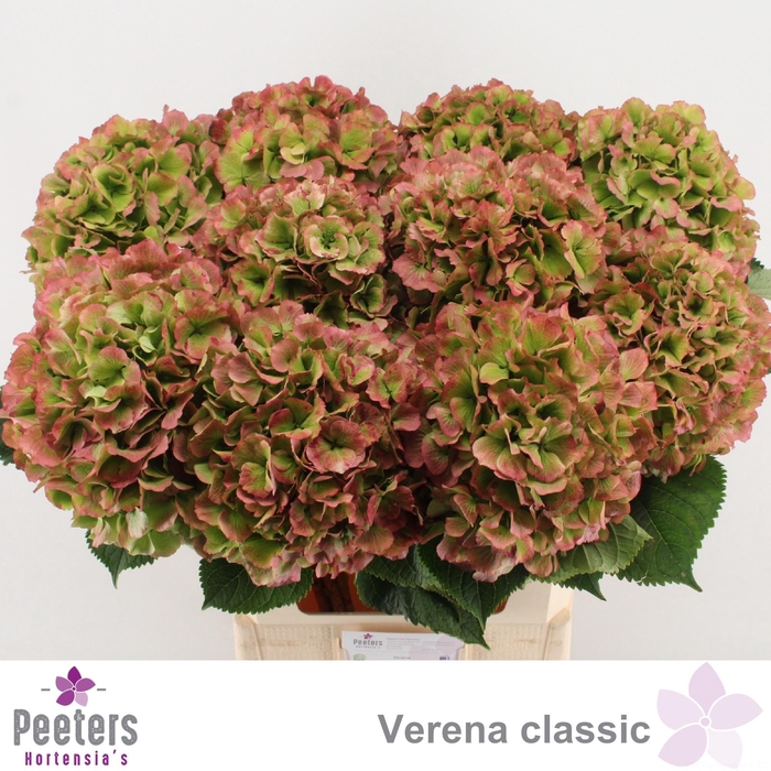 <h4>HYDR M CH VERENA CL</h4>