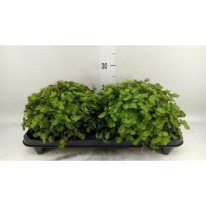 Callisia repens