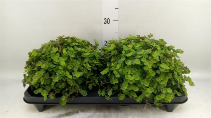 <h4>Callisia repens</h4>