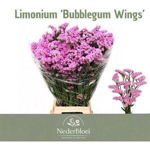 Lim S Bubblegu Wings